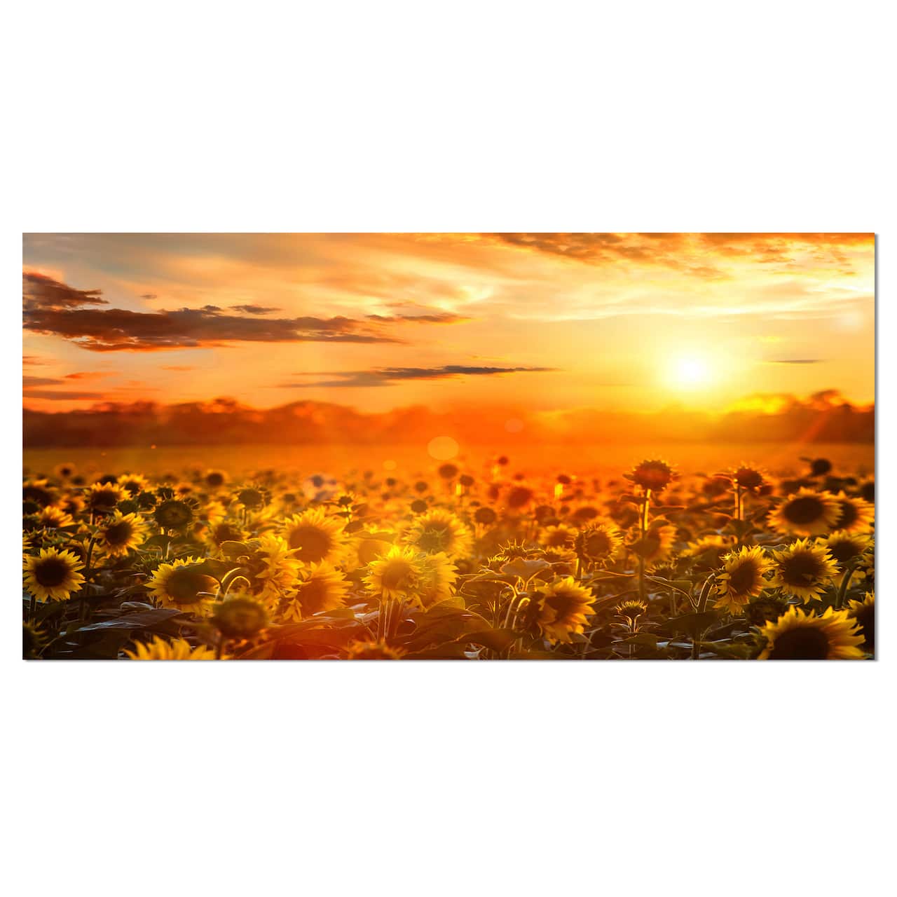 Designart - Yellow Sunset over Sunflowers - Floral Photography Art